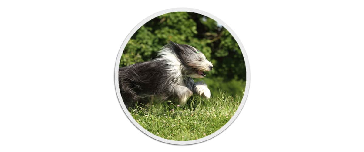 Ein Bearded Collie rennt mit wehendem Fell über eine grüne Wiese.