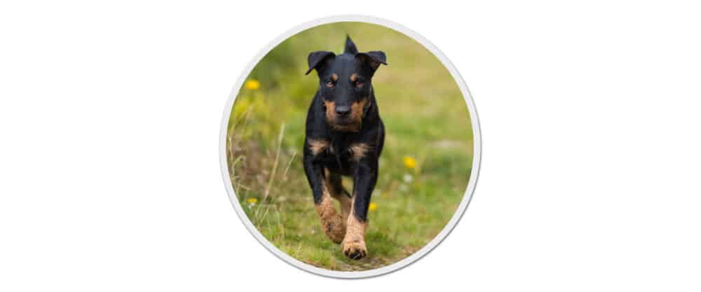 Ein Deutscher Jagdterrier rennt auf einem Wiesenweg in Richtung der Kamera.