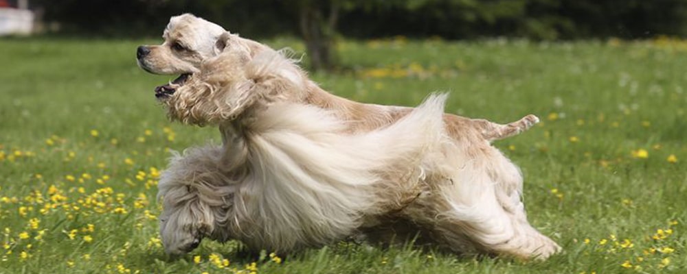 American Cocker Spaniel