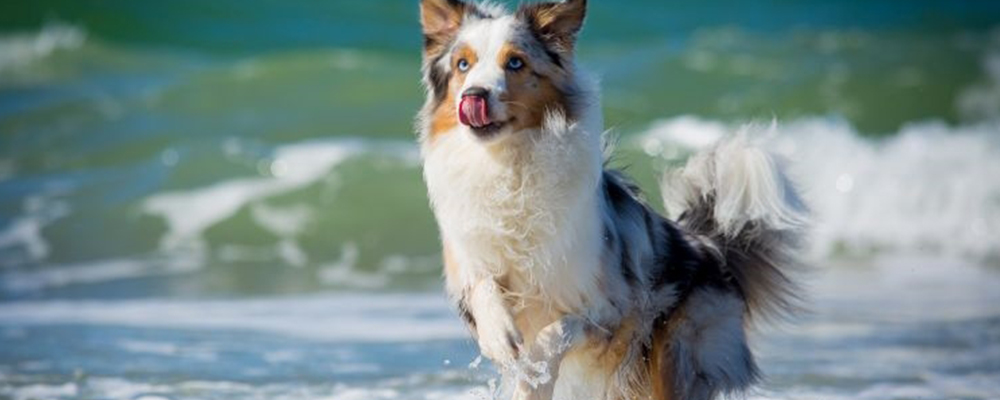 Australian Sheperd in die Wellen.