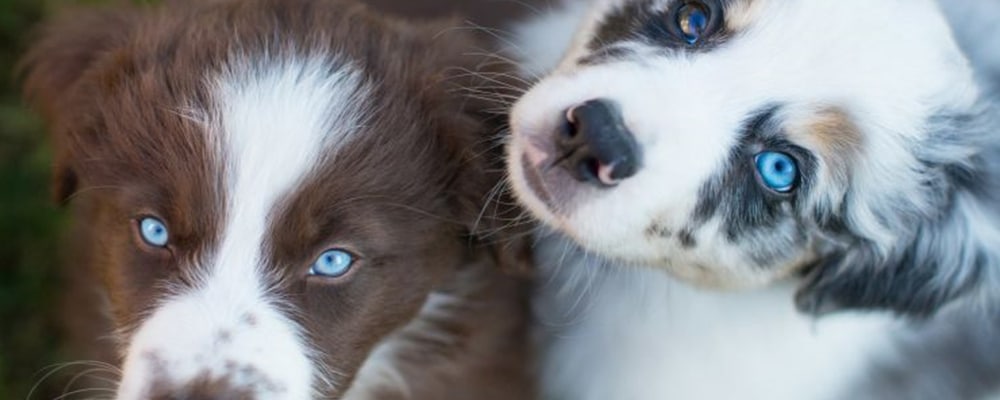 Australian Shepherd, Welpen.