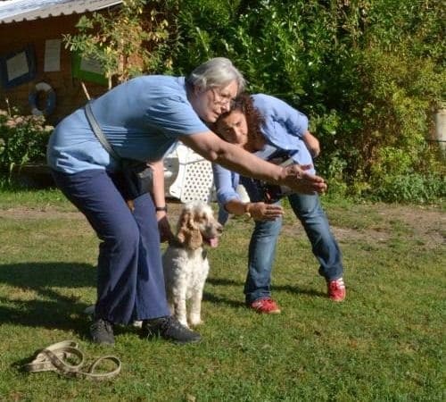 Hunde richtig erziehen