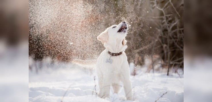 Junger Retriever spielt im Schnee.