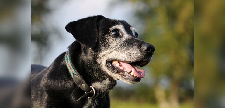 Schwarzer Hundesenior mit grau-weißem Gesicht ist draußen unterwegs