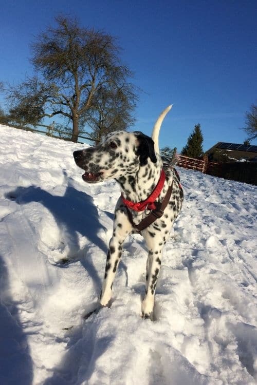 Dalmatiner genießt den Schnee