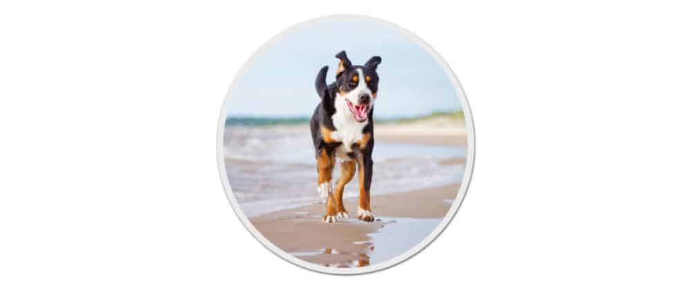 Ein junger Großer Schweizer Sennenhund rennt am Strand über den nassen Sand.