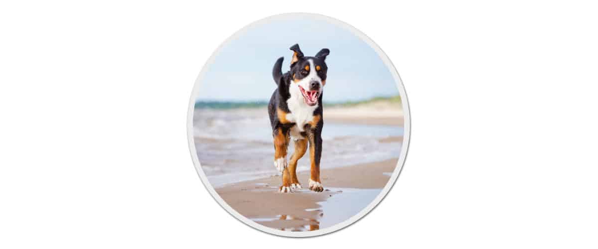 Ein junger Großer Schweizer Sennenhund rennt am Strand über den nassen Sand.