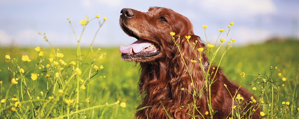 Irish Red Setter