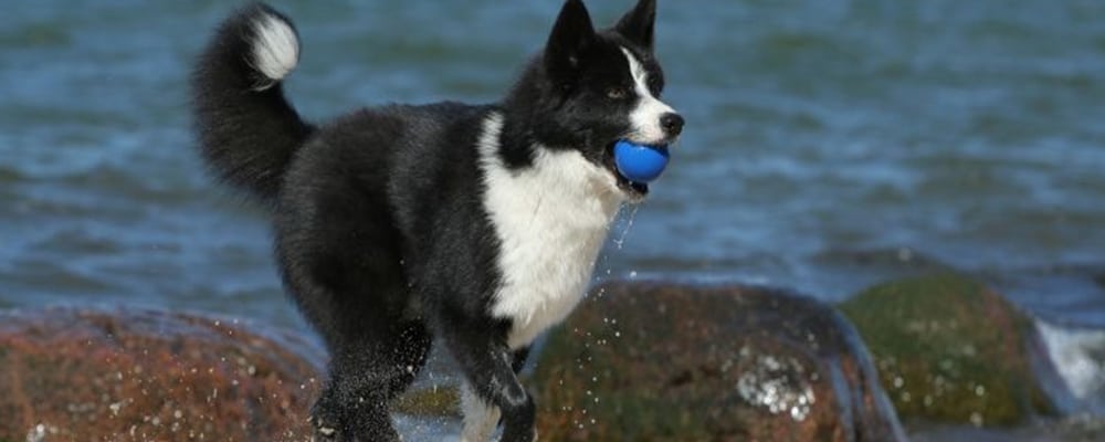 Karelischer-Bärenhund