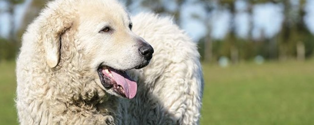 Kuvasz Hund