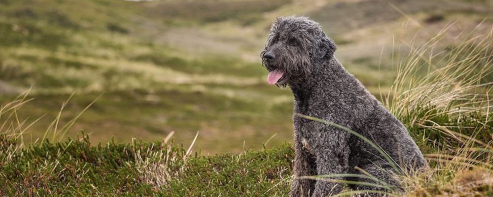 Labradoodle gehörten zu den ersten Hybridhunden mit Pudelanteil.