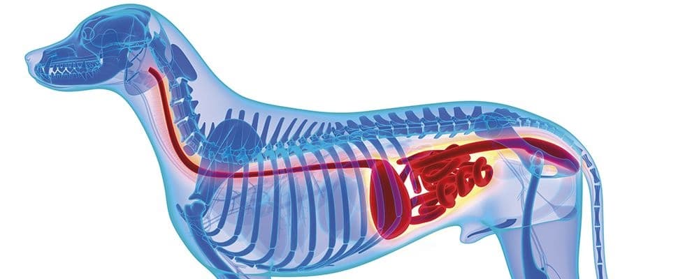 Bei Verdacht auf Magendrehung sollte der Hund direkt in die Tierklinik