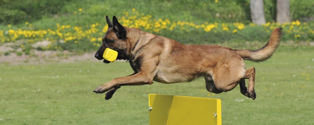 Malinois