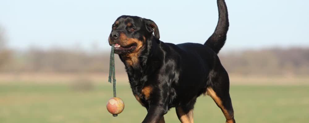 Rottweiler Tierfotoagentur