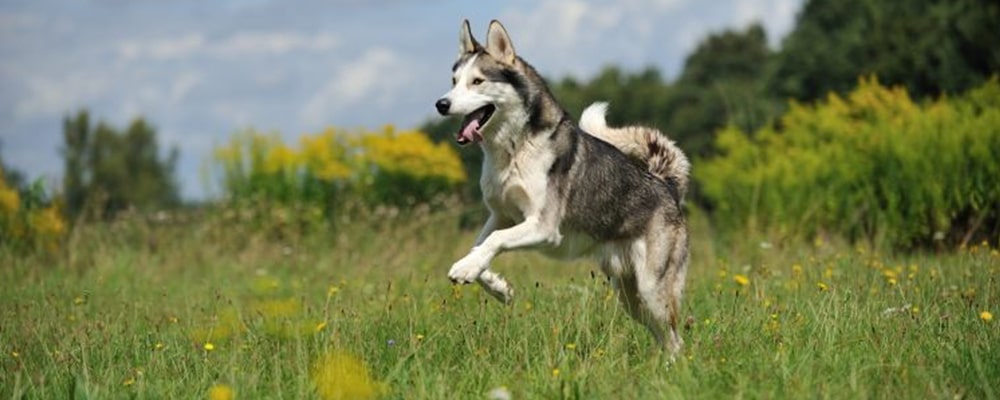 Siberian-Husky