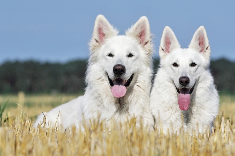 Zwei Weiße Schweizer Schäferhunde liegen auf einem abgemähten Getreidefeld.