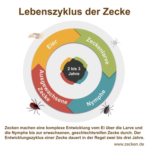 Lebenszyklus der Zecke