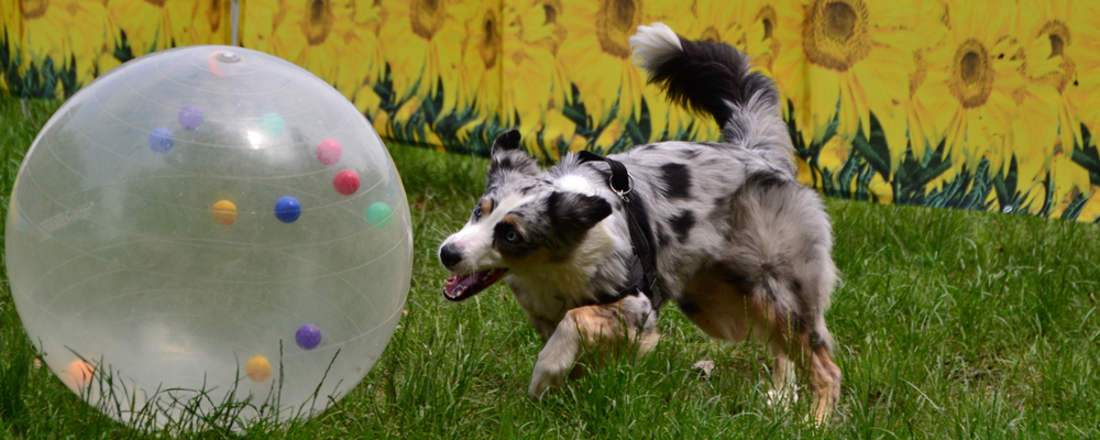 Australian Shepherd beim Treibball