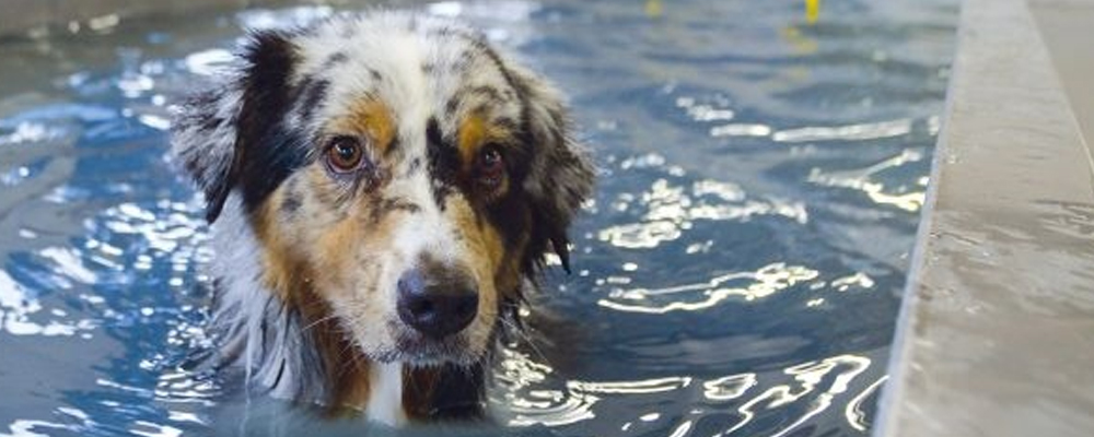 Australian Shepherd in Schwimmhalle