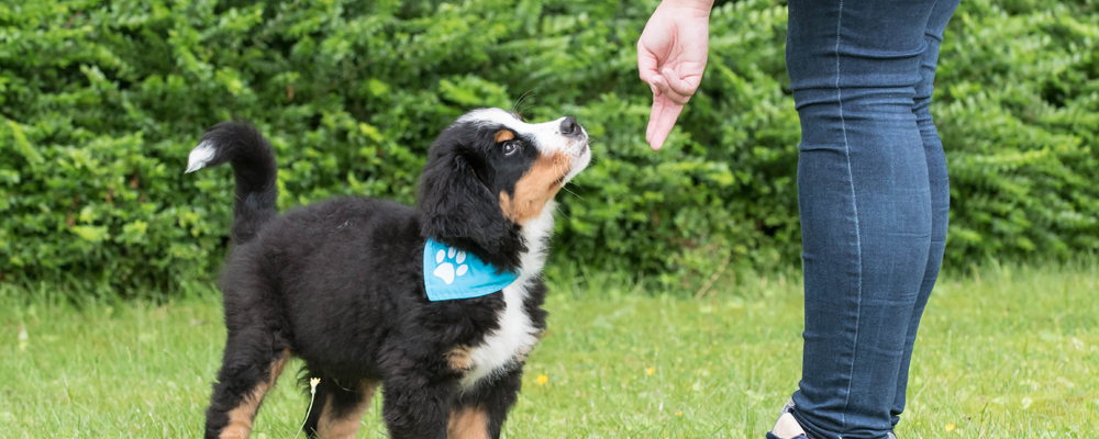 Target-Training mit Berner Sennenhund Welpen