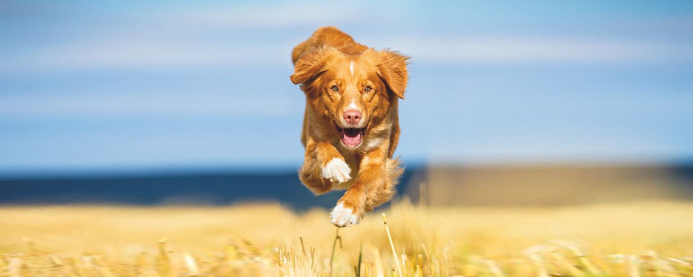 Hunde richtig ernähren bei Gelenkproblemen