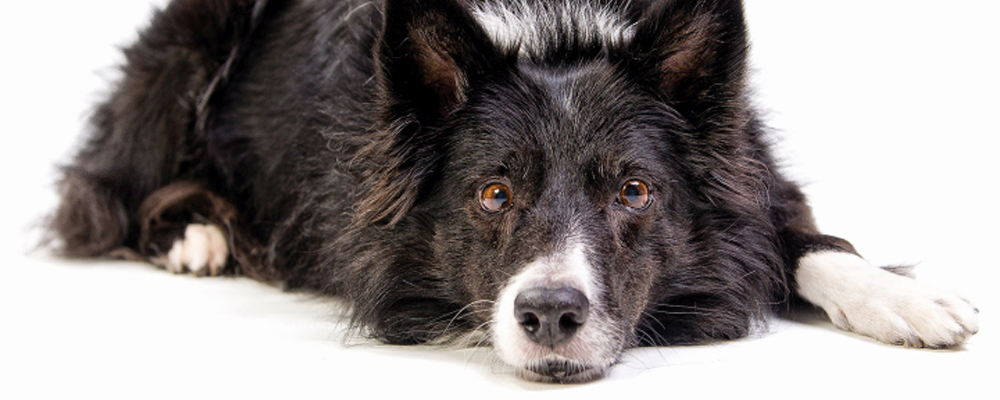 Ernährung von Hundesenioren