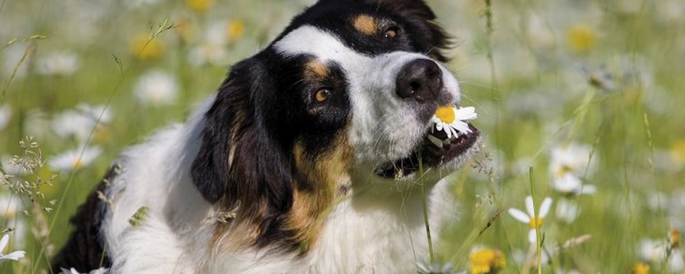 Pflanzheilkunde Hund