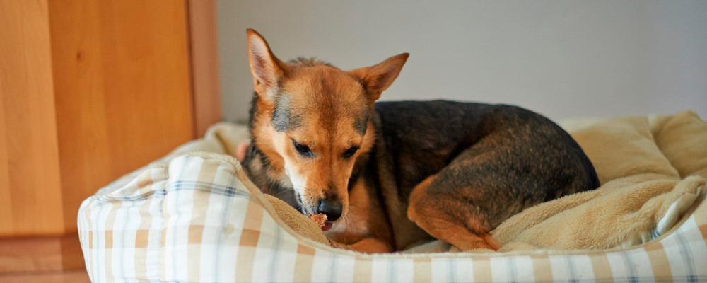 Hund im Hundebett