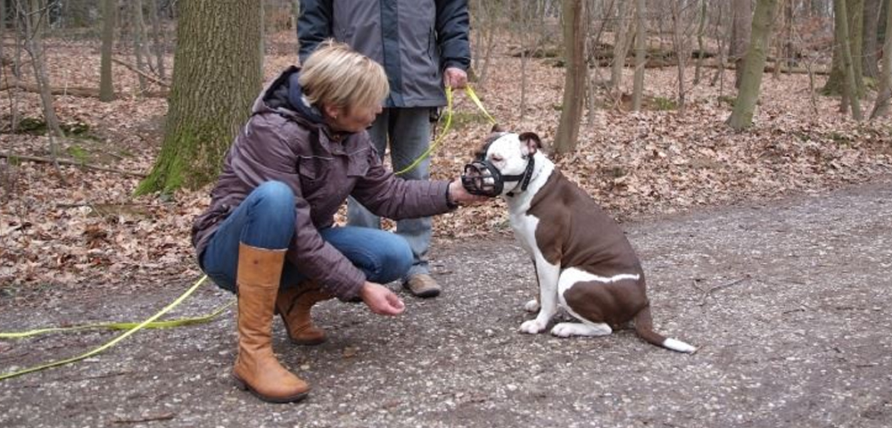 Hund ohne Maulkorb