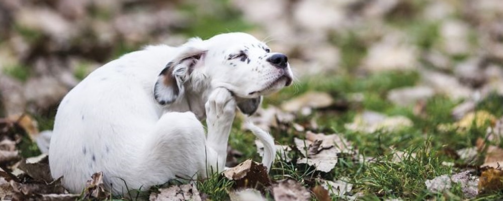 Hautpilz beim hund