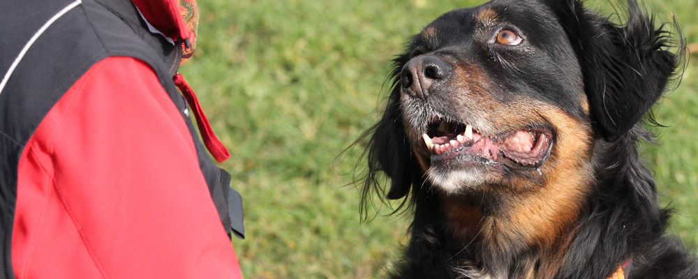 Hund sieht Mensch an