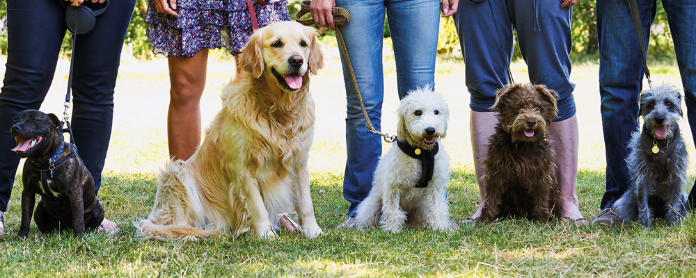 Hunde an der Leine