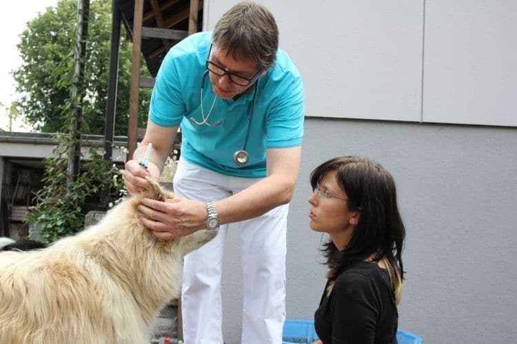 Dr. Dietrich untersucht Hund