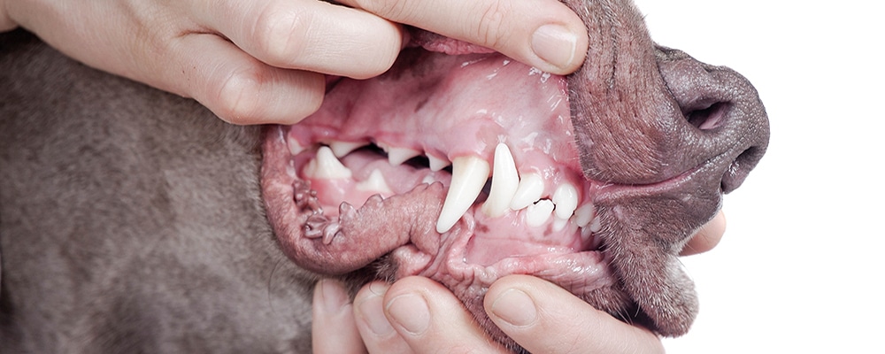Mund eines Hundes