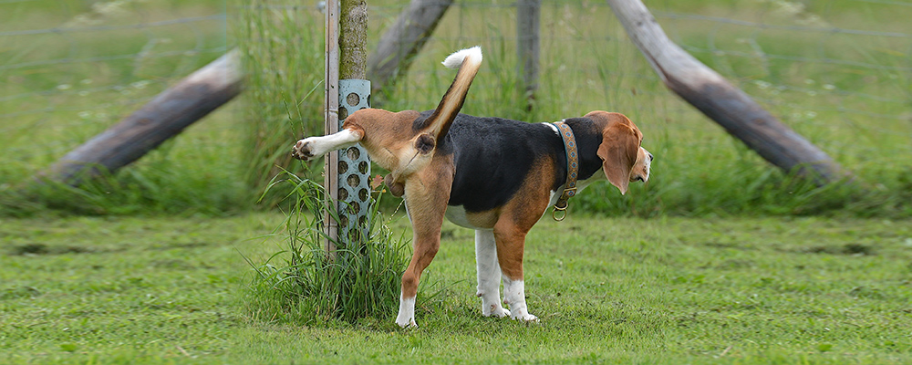 Pinkelpausen Hund markieren