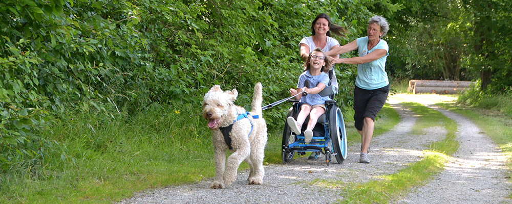 Therapiehund zieht Rollstuhlfahrerin