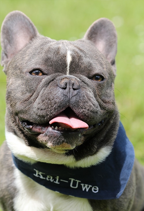 Französische Bulldogge Therapiehund