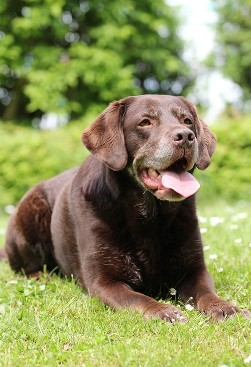 Therapiehunde bei der Arbeit mit Menschen