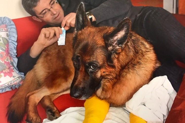 Hund mit eingegipsten Beinen