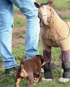 Welpe und Stoffpferd