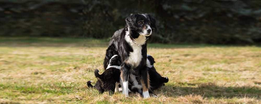 Welpen Zucht verantwortung