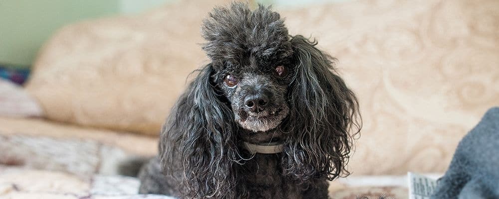 Brustkrebs kommt häufig bei älteren Hunden vor