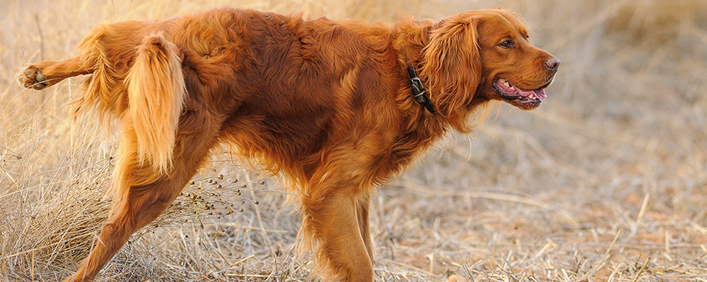 Blasenentzündung beim Hund