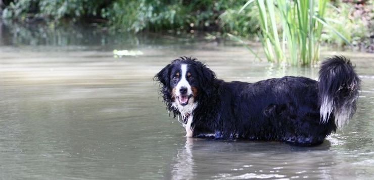 Das Gift von Blaualgen kann Hunde töten, wenn sie es mit dem Wasser aufnehmen.