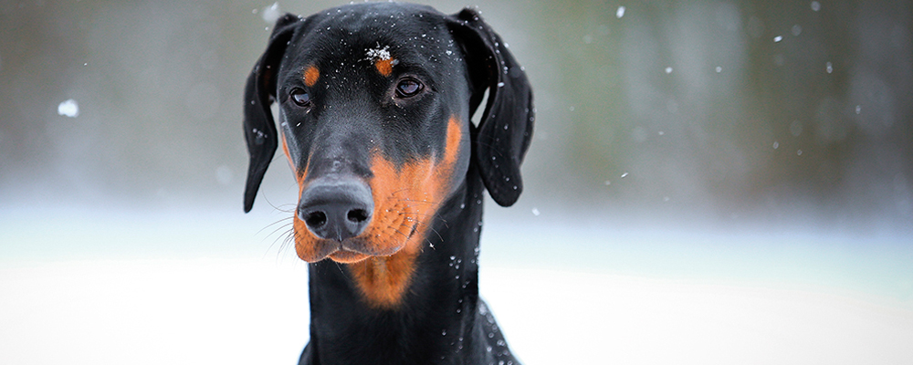 Harnsteine beim Hund