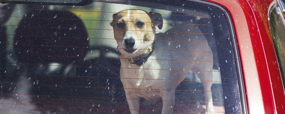 Hund Auto Hitzschlag