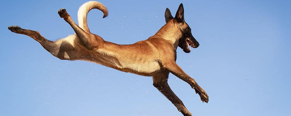 Malinois springt in der Luft