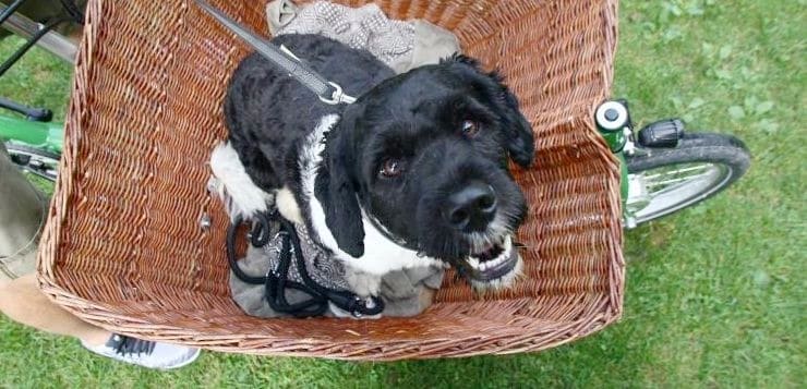 Hund sitzt im Lastenrad