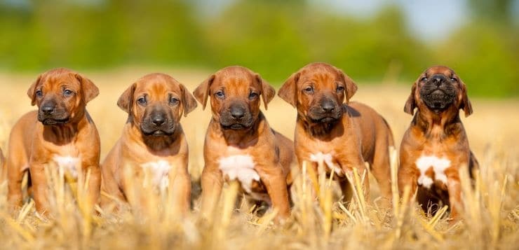 Rhodesian Ridgeback Welpen