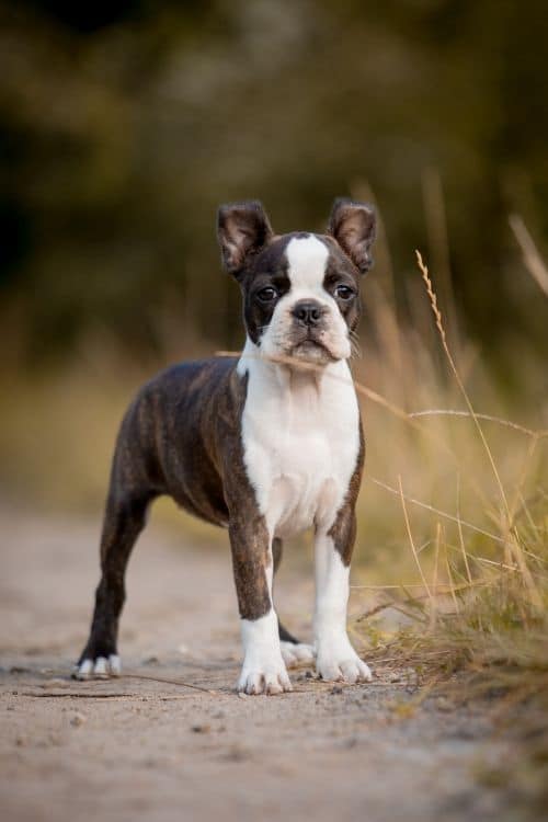 Welpe der Rasse Boston Terrier